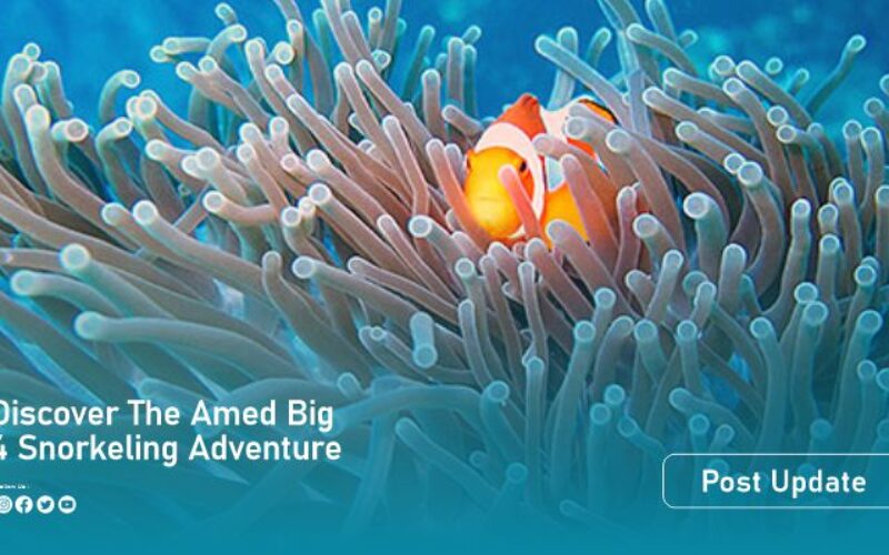 amad reef artikel
